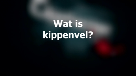 Thumbnail for 20111212_kippenvel01