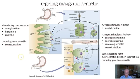 Thumbnail for maag - regulering zuur secretie