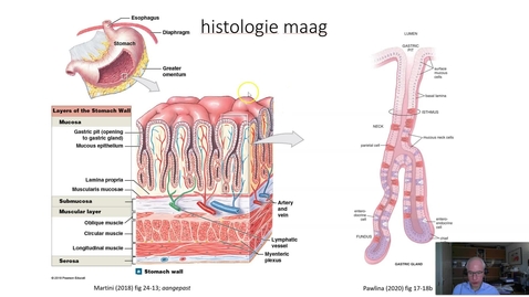 Thumbnail for entry maag - overzicht histologie