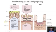 Go to maag - samenvatting with duration: 1 minute, 55 seconds