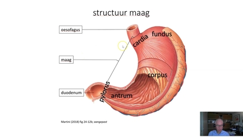 Thumbnail for entry maag - structuur