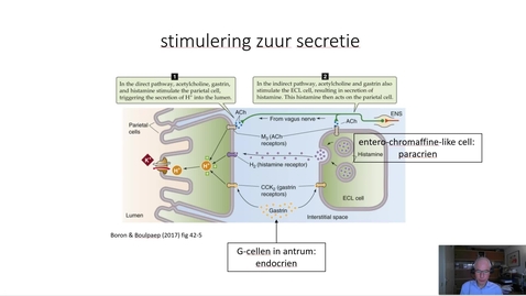 Thumbnail for maag - stimulering zuur secretie