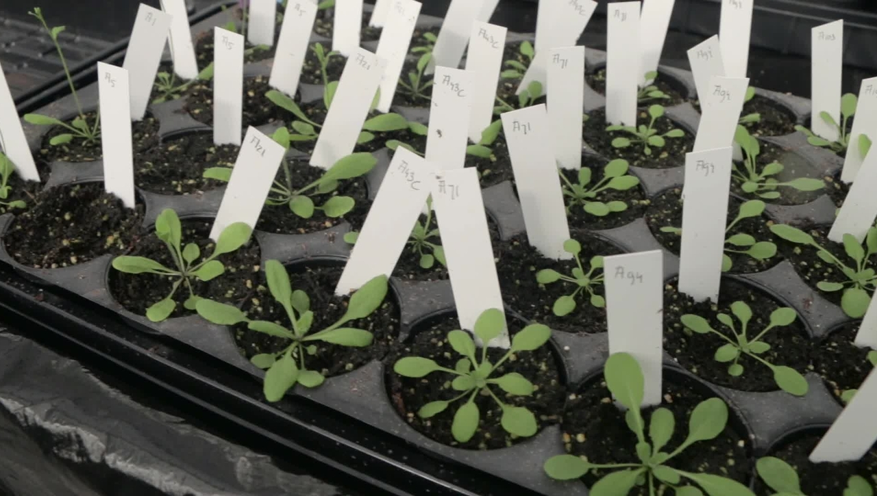 Iko Koevoets - Planten en het Gemak van Programmeren