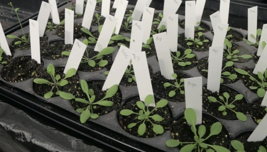Iko Koevoets - Planten en het Gemak van Programmeren