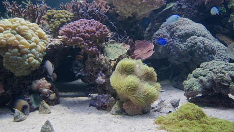 Thumbnail for Grumpy Fish