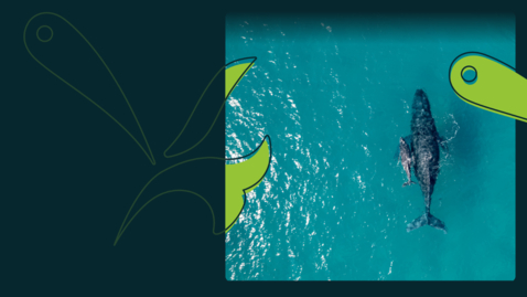 Thumbnail for Eco-metrics: making nature and biodiversity count